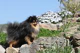 SPITZ ALLEMAND 131